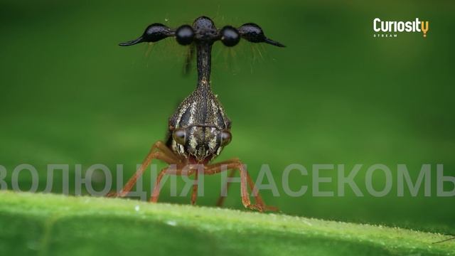 День насекомых на CuriosityStream