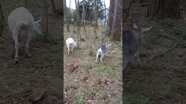 Козы в апреле.