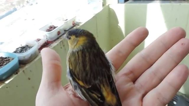 Ручной чижик