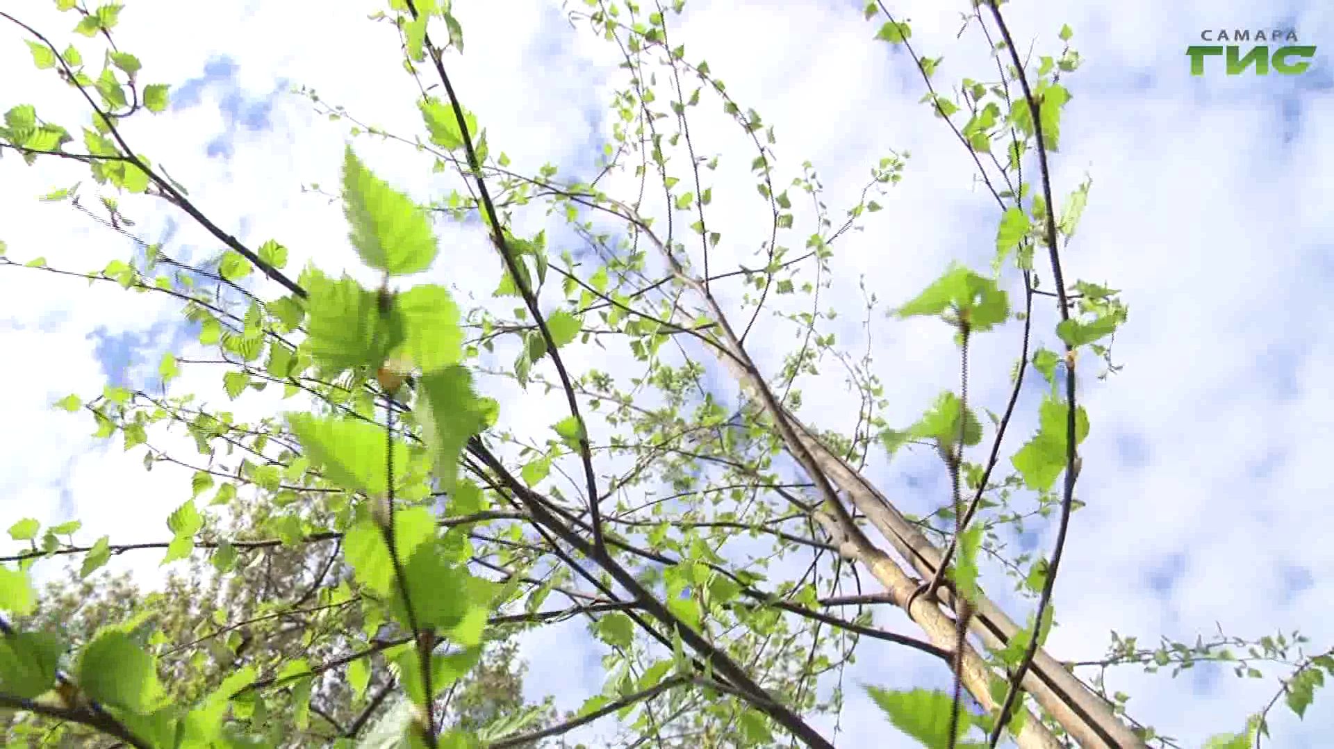 Новый сквер появится в Самаре в скором времени