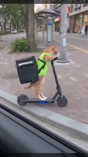 Нейросеть видео