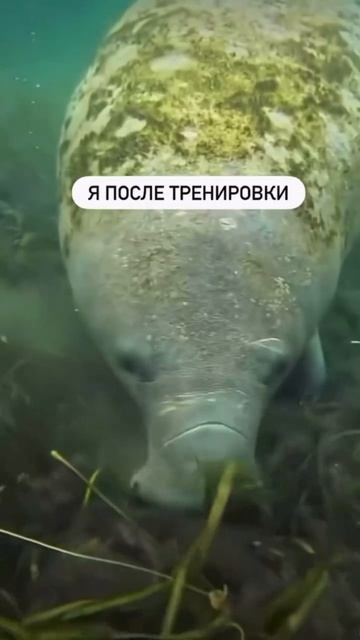 22-04-2026 хожу в зал😂 чтоб жрать #юртааскиз #семья #хакасия #тренажерка #толмашовы