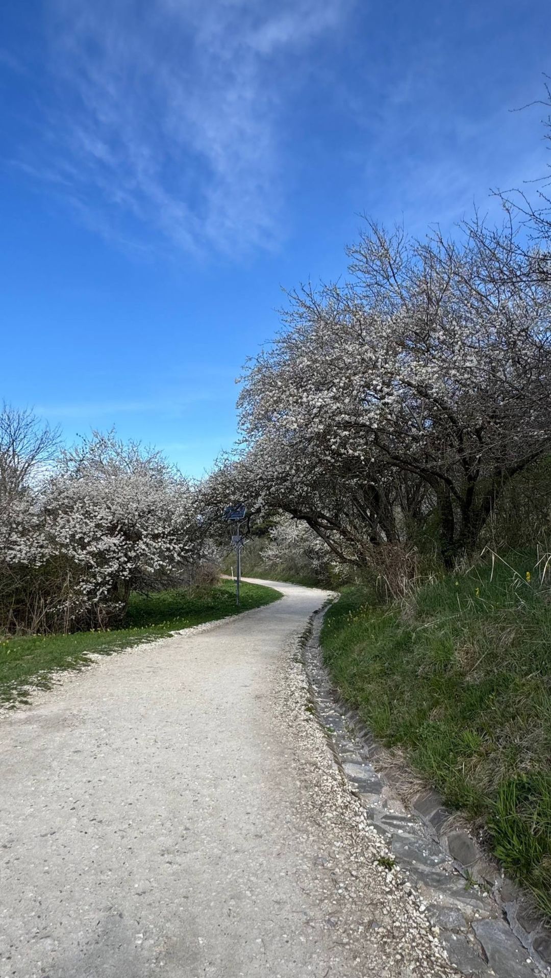 Когда Кисловодский парк превращается в цветущий сад