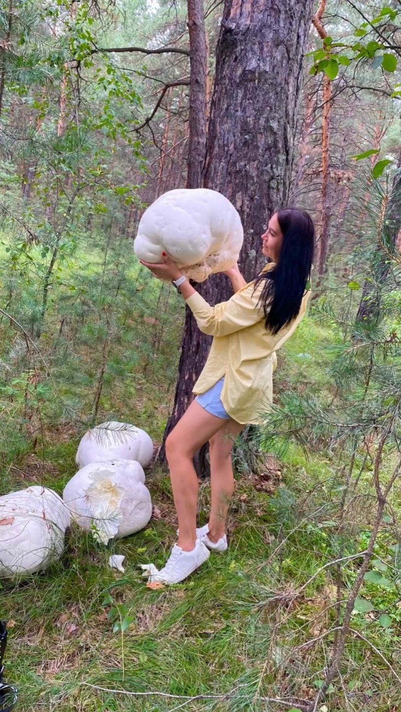 В Сибири растут самые огромные съедобные грибы.