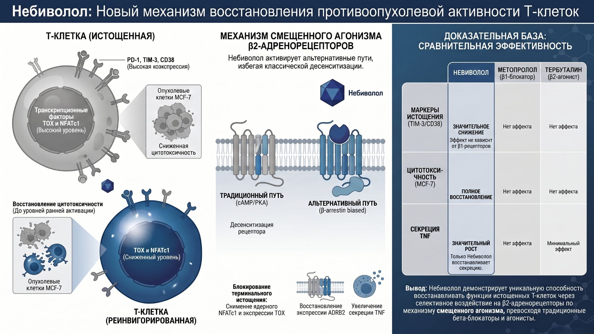 Небиволол перезагружает иммунитет против рака молочной железы (предотвращает истощение Т-клеток)