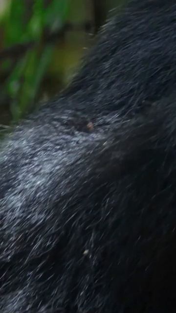 Шимпанзе! 😱