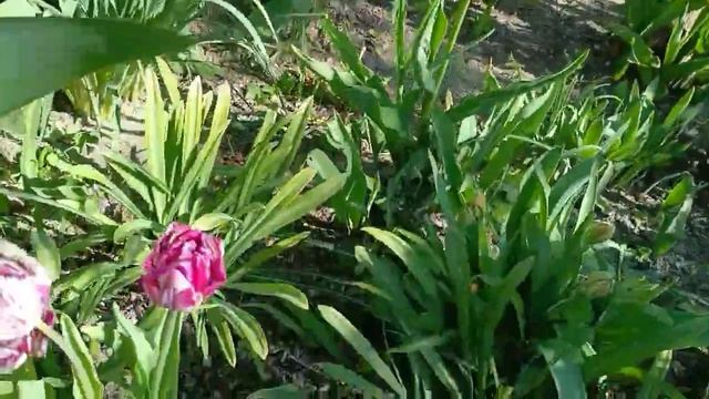 Тюльпаны в Крыму Апрель, 22,2026 год