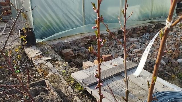 двадцать шестой год персик итоги перезимовки