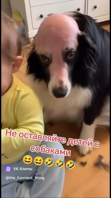 лысая собака