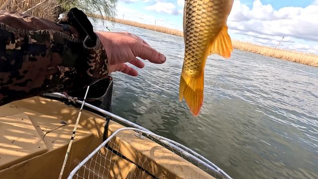 Астраханский сазан в марте Рыбалка в Астрахани