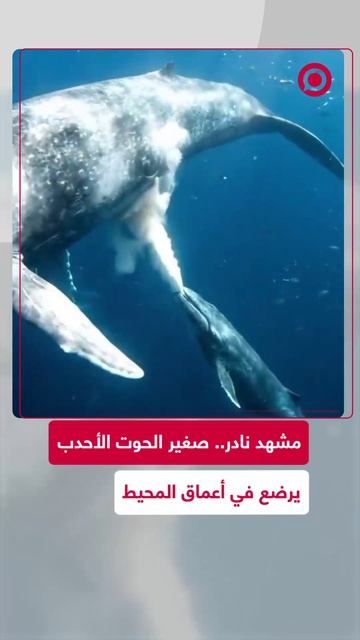 صغير_الحوت_الأحدب_يرضع_من_أمه_في_أعماق_المحيط