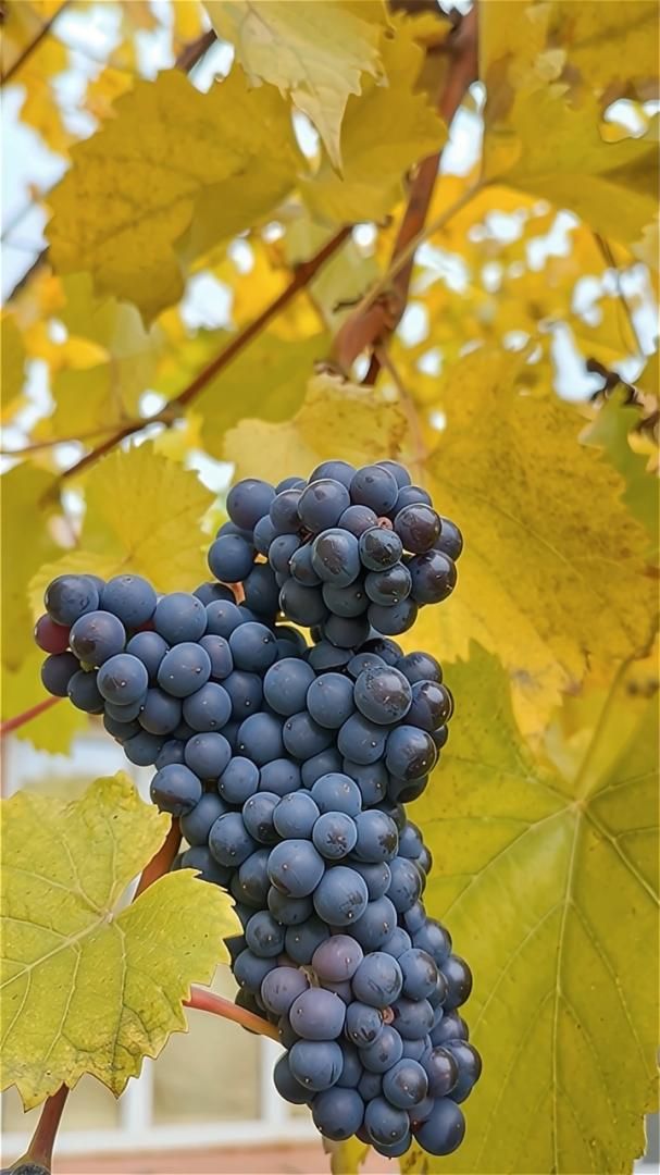 Это ждёт тебя осенью вместе с Донская Лоза Ростов-на-Дону | Маленькие Сады