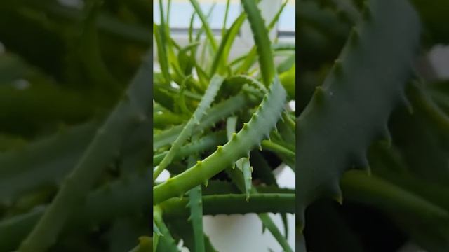 Кривое зеркальце обзоры на Губареву- Маразм крепчал...