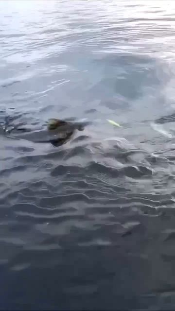 Клип @zatropheem