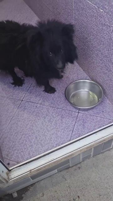 Спасибо всем за поддержку нашего приюта