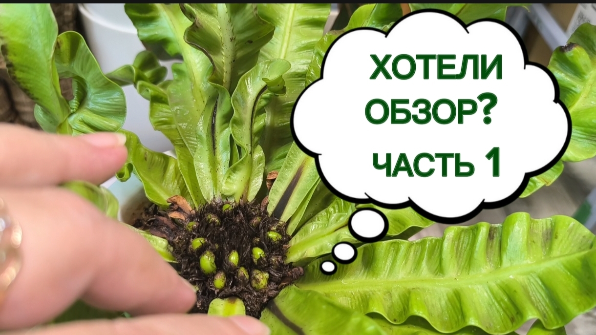 ПРОСИЛИ ОБЗОР РАСТЕНИЙ ? ПОЛУЧАЙТЕ! ЧАСТЬ 1 22-04-2026