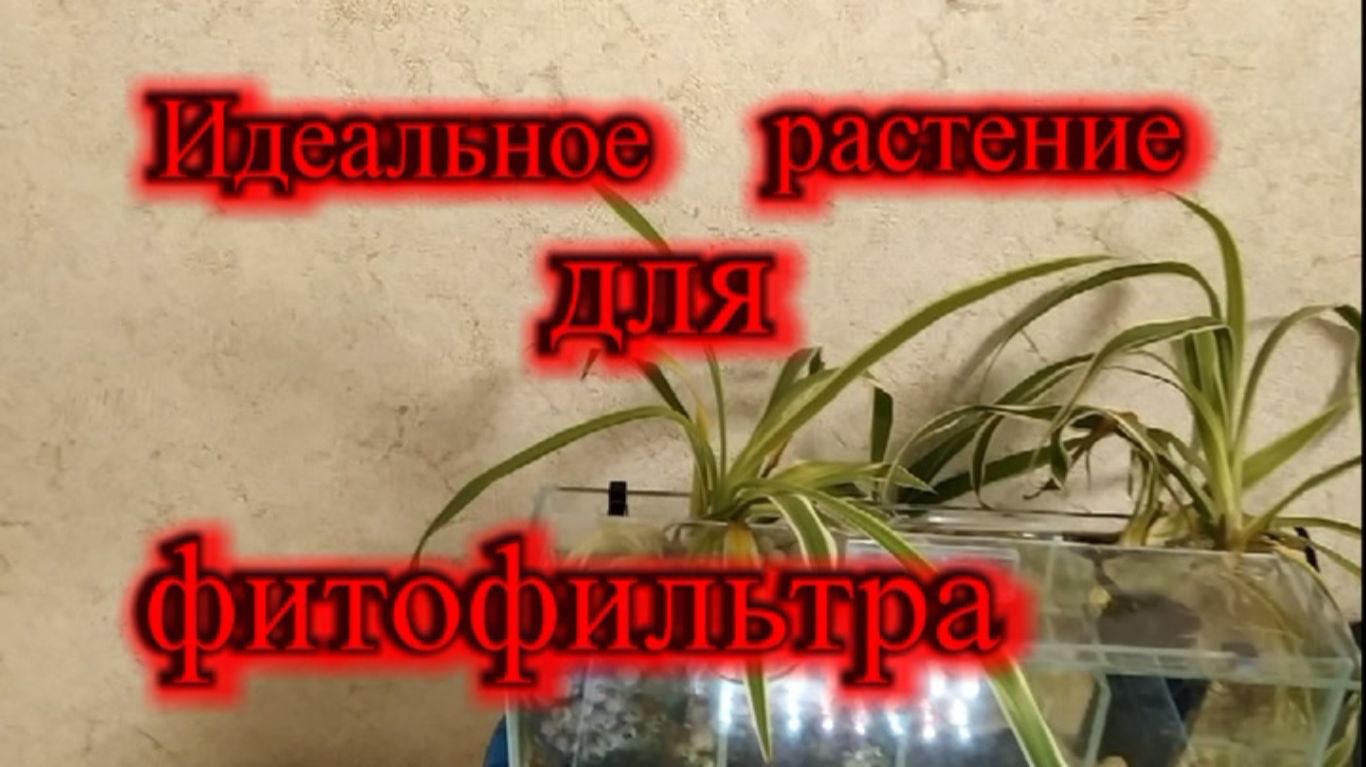 Какое растение лучше выбрать для фитофильтра