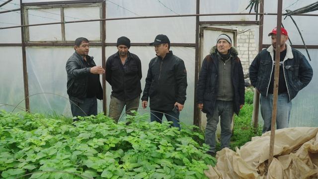 Международный картофельный тур в Азербайджане. Часть 2