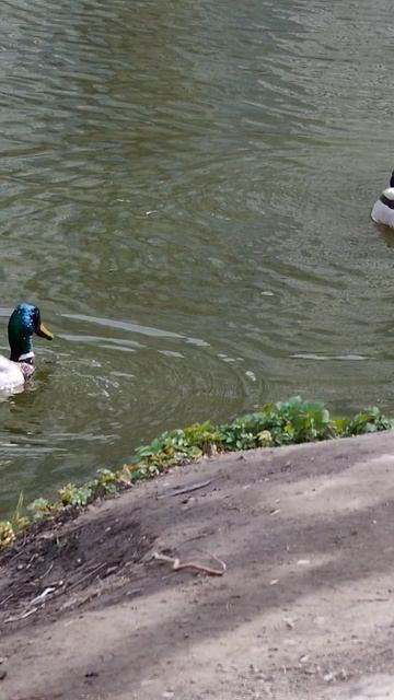 22-04-2026 Шушары.Санкт-Петербург.