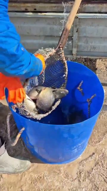 запускКарпа.mp4