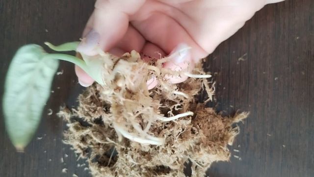 Пересадка укорененной макушки алоказии Silver Dragon