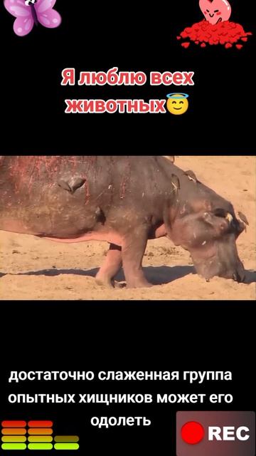 Я люблю всех животных😇