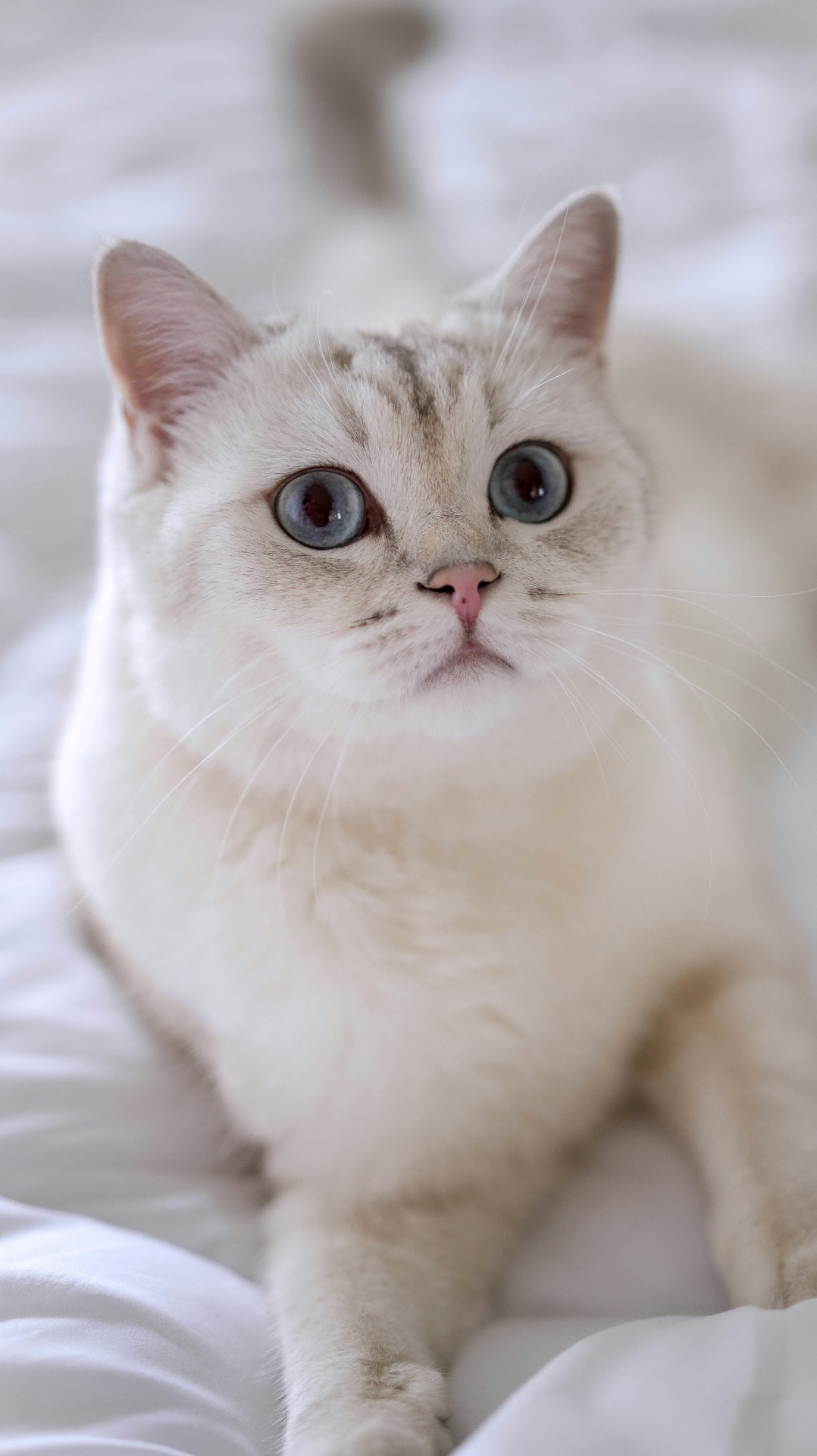 Есть ошибки, которые могут вредить глазам кошки