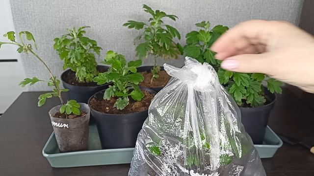 Черенкование корейской хризантемы 100% результат.22.04.2026