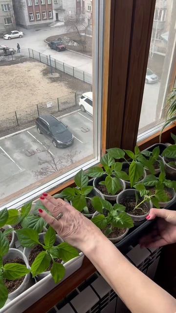 Рассада перца😊