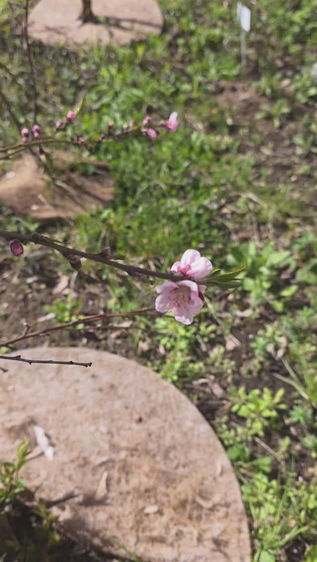 Персики цветут в Москве