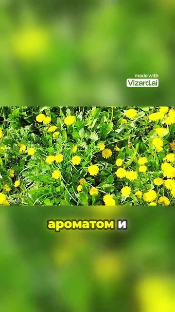 Варенье из одуванчиков_ польза и вред