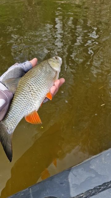 Апрельский голавль!!! #голавль #рыбалка #фишмир #поймалотпусти