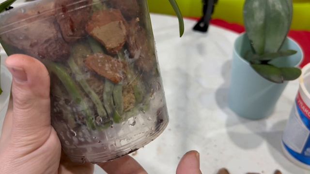 Пересадка орхидей во мху и орхидеи на наращивание корней