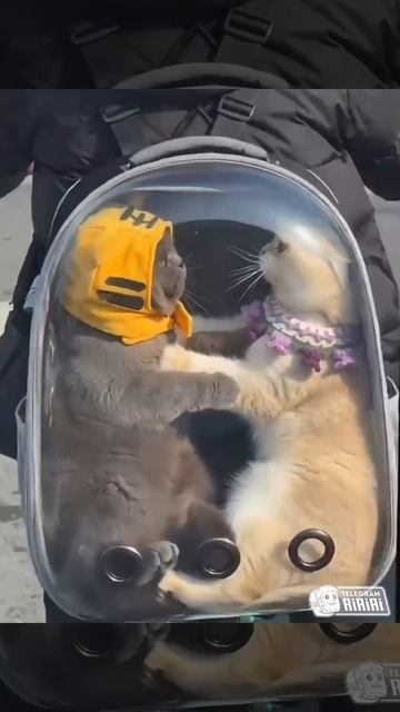 НЕДОПОНИМАНИЕ нейросеть