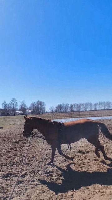 Оксана Новикова и Эмбер Грейс Кас, работа на плацу на корде галоп.