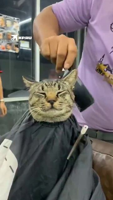 Усатый клиент месяца