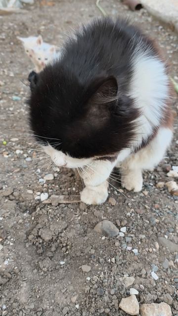 #18 #влог #кот #котята #принескотят #как #что #почему