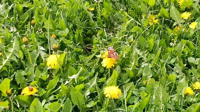 Одуванчики. Бабочки. Апрель.