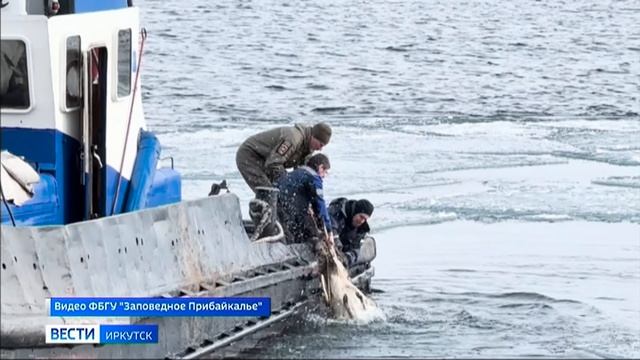 Спасательная операция по эвакуации беременной косули со льдины развернулась в районе поселка Байкал