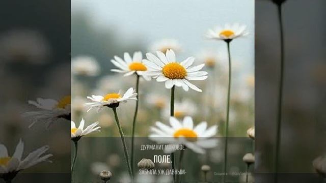 Ромашка белая цвела