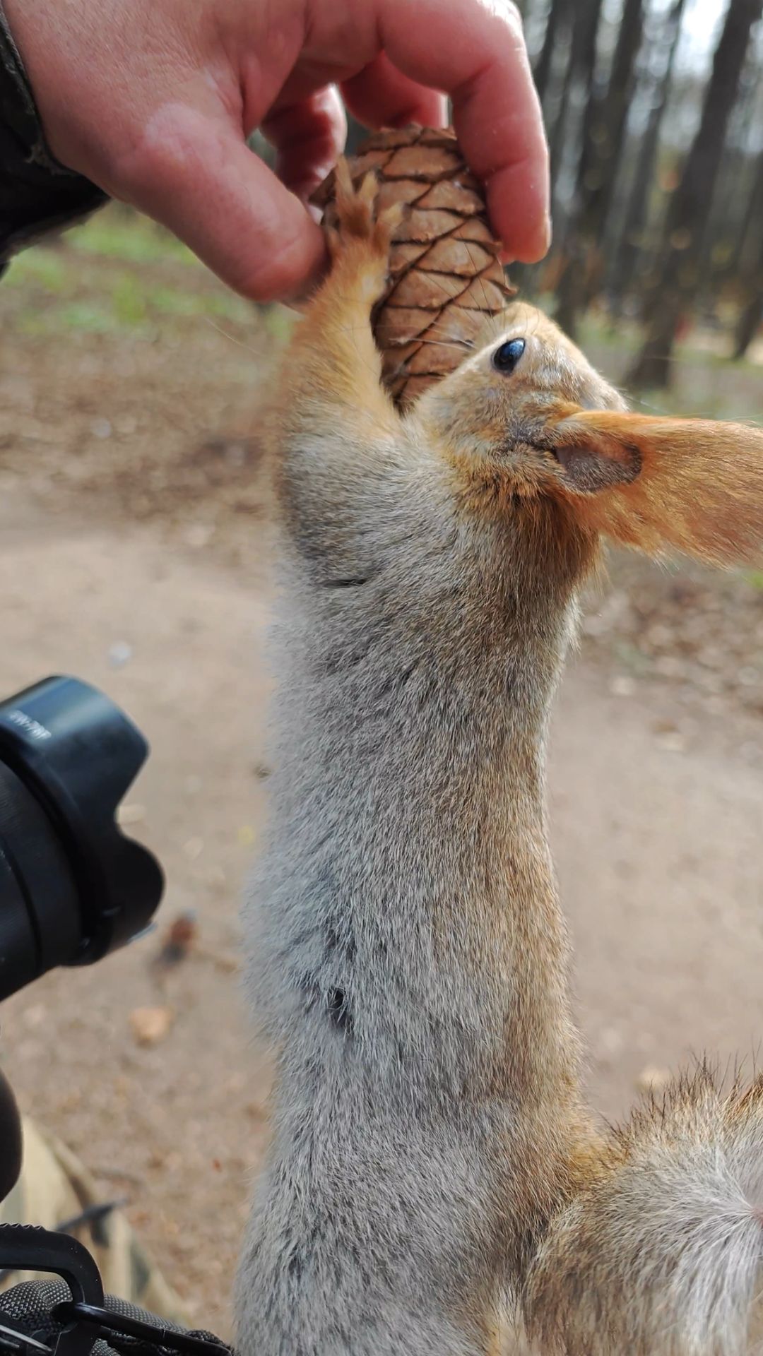 Шишка для Балерины