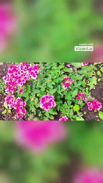 5 Секретов вегетативной вербены для бесконечного цветения