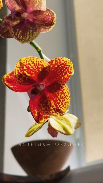 Бесконечно любуюсь этим экземпляром. Название не знаю