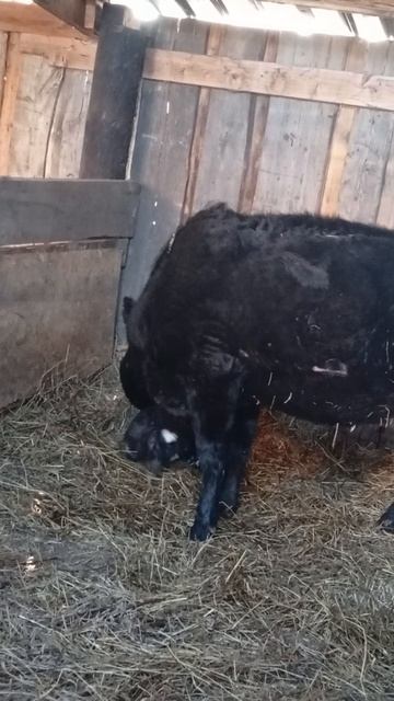 корова доча отелилась