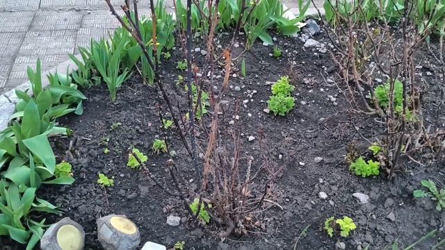 Поздняя весенняя обрезка роз.НЕ ПОВТОРЯТЬ!!!