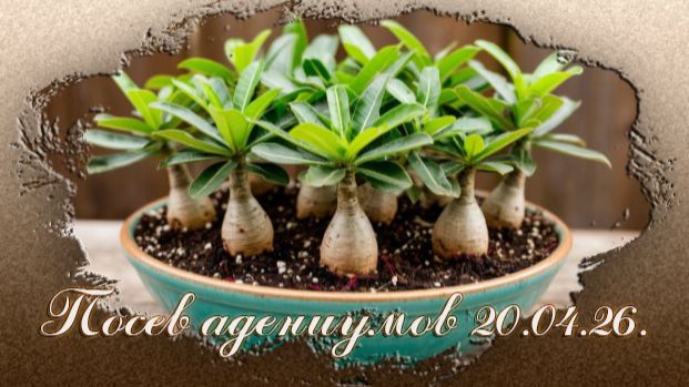 Посев адениумов 02.04.2026