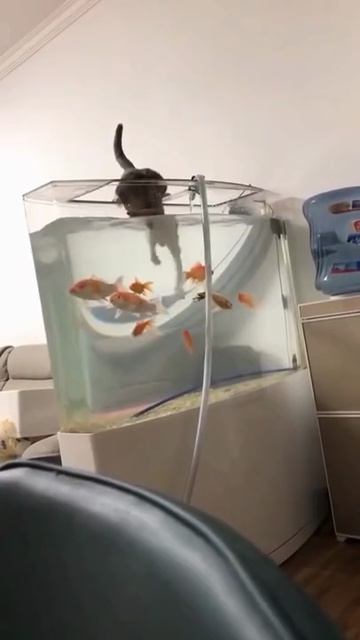 😴 Ленивые коты: чемпионат по ничегонеделанию!😸