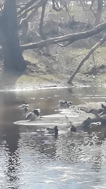 Утки на берегу реки 3