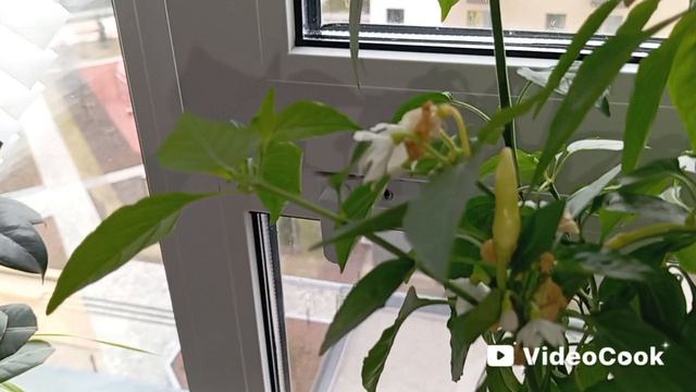 Сегодня клею обои в прихожей, готовлю гуляш, мои цветы и мой огород на подоконнике. 😅😅😅