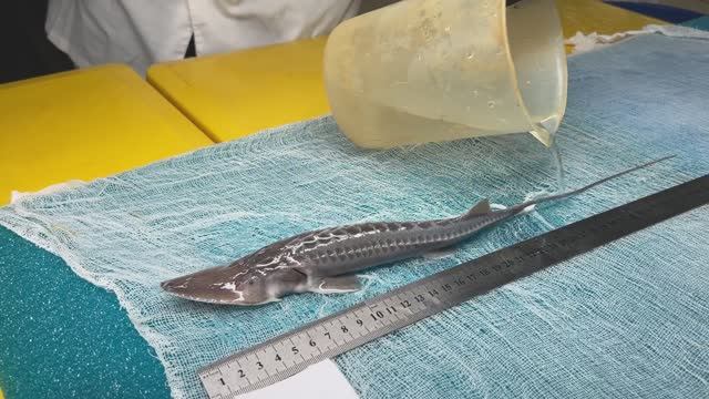 Examination of P. kaufmanni, small narrow snout (dwarf) form №1875 Nukus Balyk hatchery 04.04.2026-2